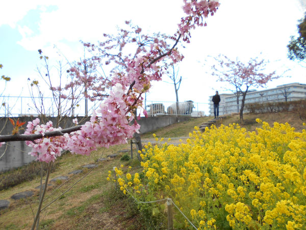 ������͌������̉͒Í��ƍ؂̉�