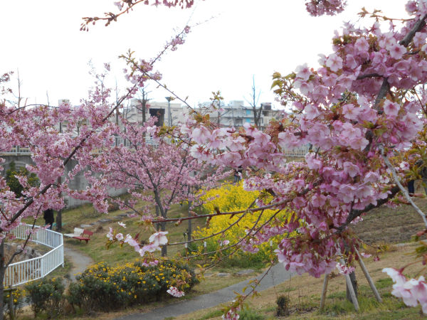 ������͌������̉͒Í��ƍ؂̉�