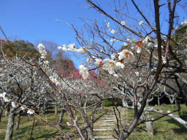 �ۋv�ǔ~�т̔~