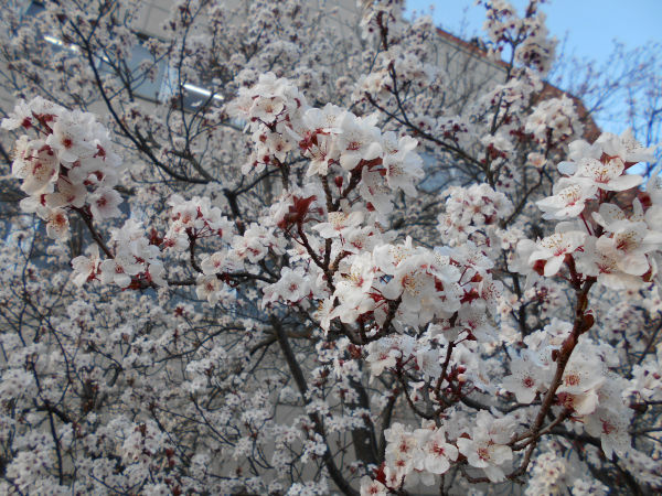 �ۋv�ǔ~�т̔~