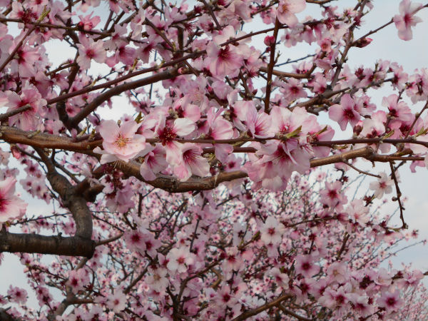 ���ӂ̗V�������������̃A�[�����h