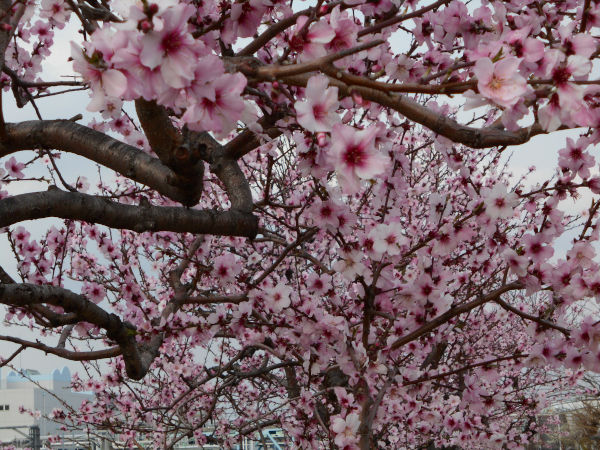 ���ӂ̗V�������������̃A�[�����h