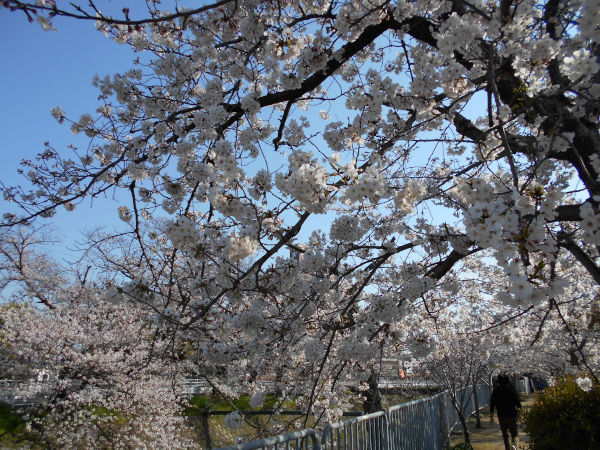 �V���J��̍�