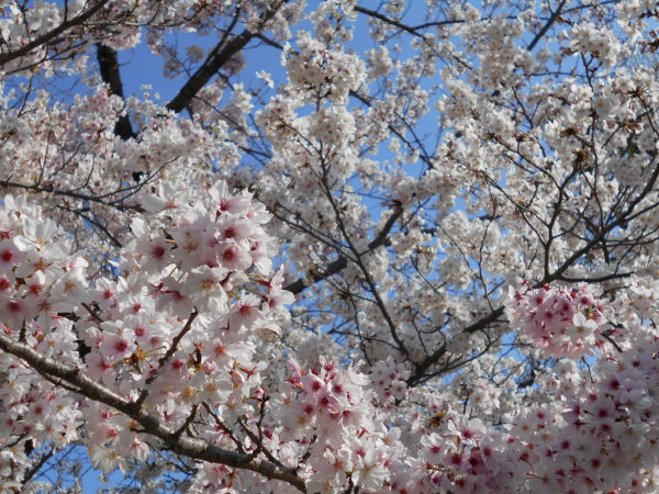 �V���J��̍�