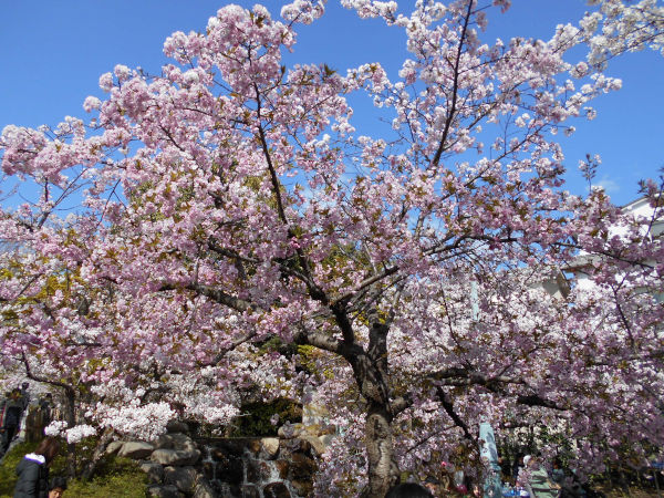 ���{��������̍�