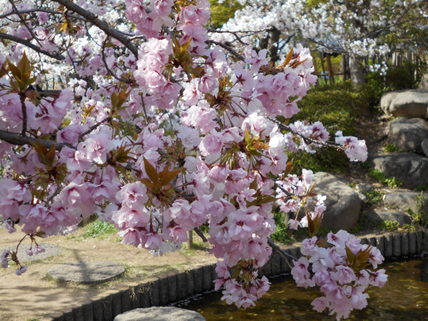 ���{��������̍�