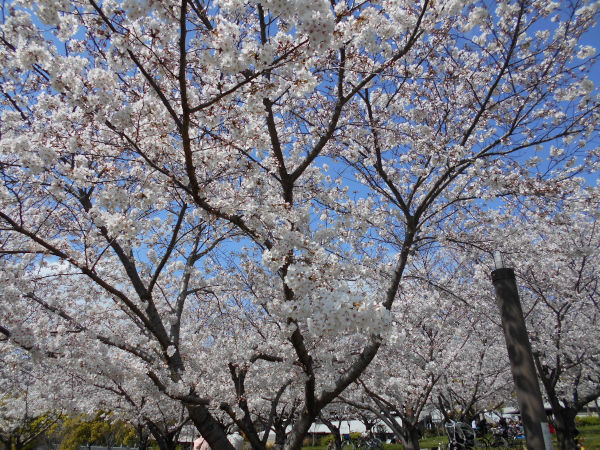 ������͌������̍�