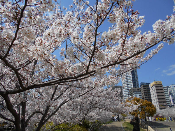 ���c��̍�