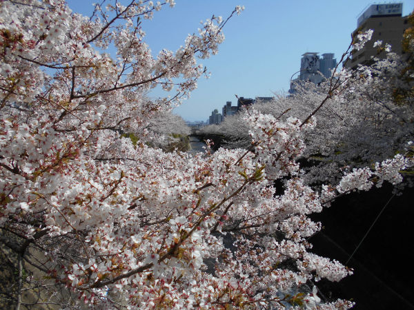 ���c��̍�