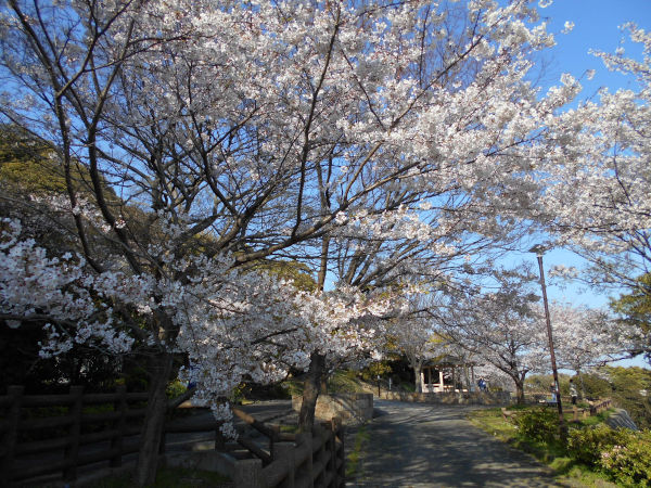 �{���Y�����̍�