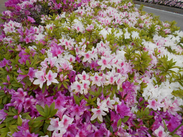 ��q�R�̃c�c�W