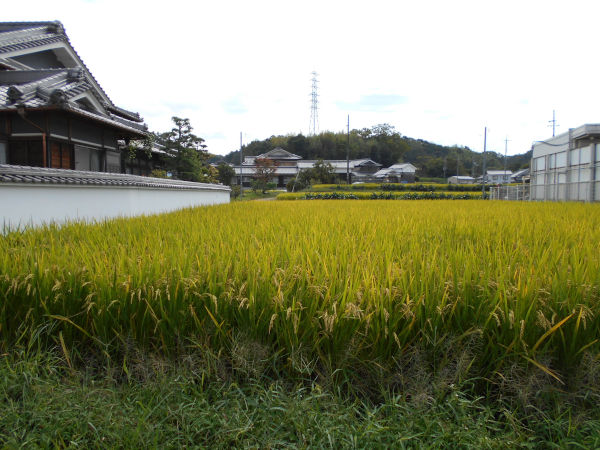 �O�c(����)�̈��