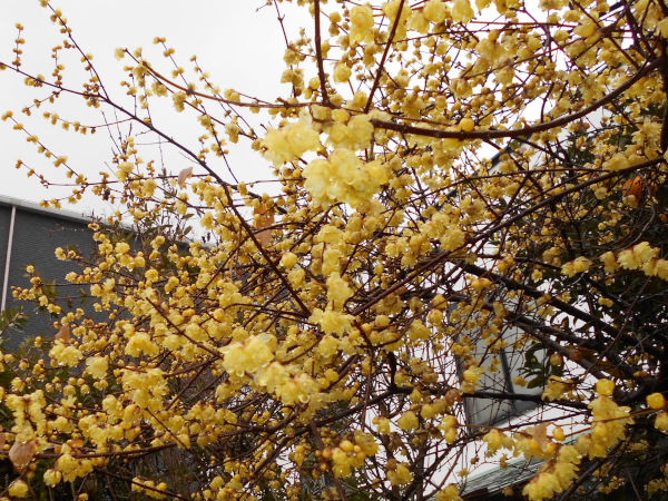 ��{�_�Ђ̘̂X�~(���E�o�C)