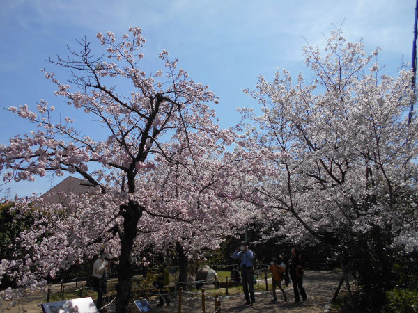 ���{��������̍�