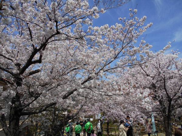 ���{��������̍�