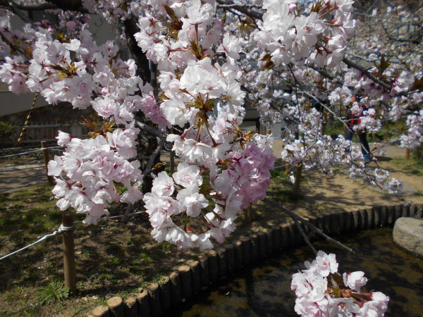 ���{��������̍�