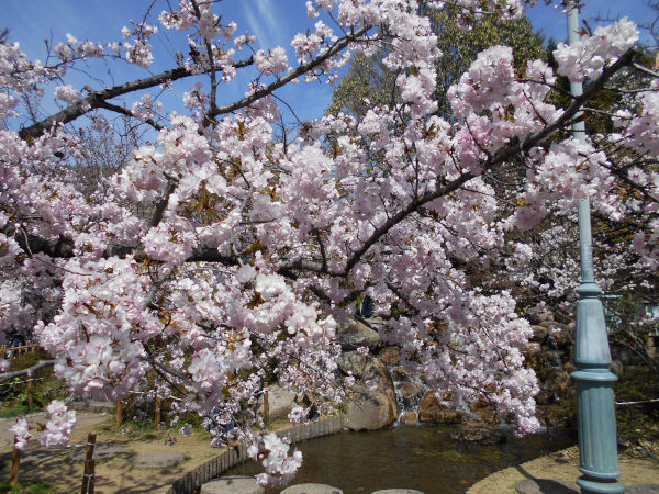 ���{��������̍�