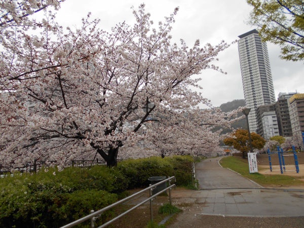 ���c��̍�