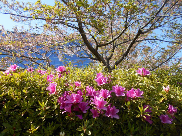 �_�˒n���ٔ����̍��ƃc�c�W