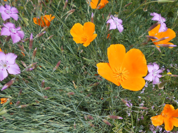 �쐶�̃n�i�r�V�\�E