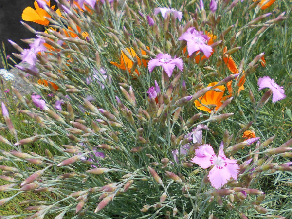 �쐶�̃i�f�V�R