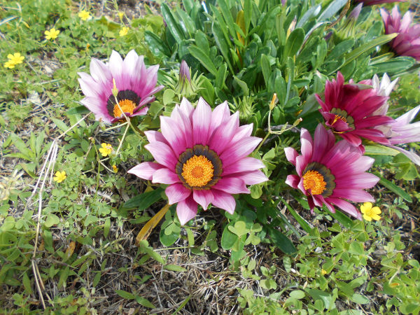 �쐶�̃J�U�j�A