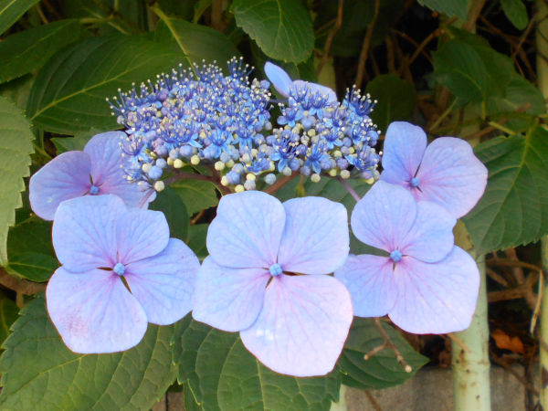 �A�W�T�C(���z��)