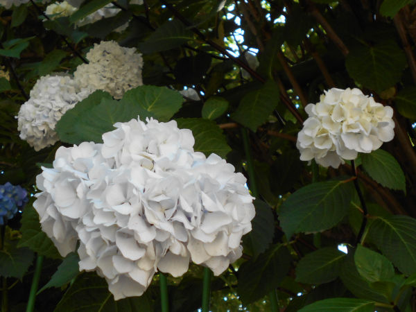 �A�W�T�C(���z��)