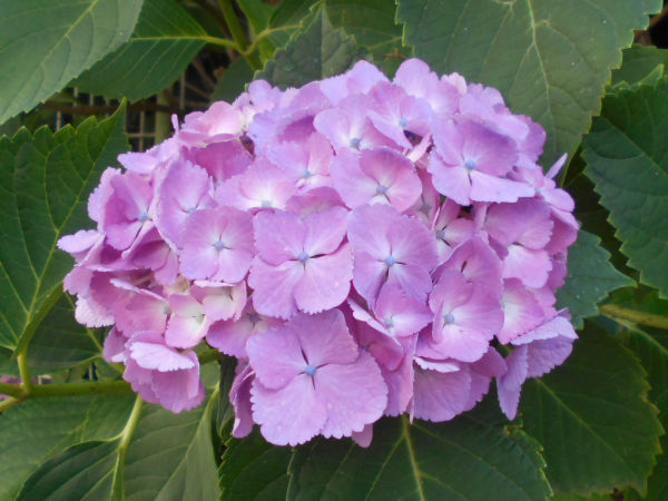 �A�W�T�C(���z��)