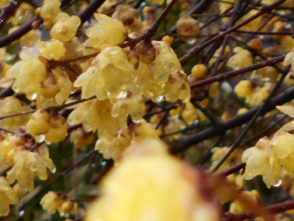 ��{�_�Ђ̘̂X�~(���E�o�C)