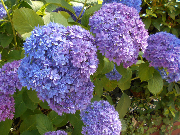 �A�W�T�C(���z��)