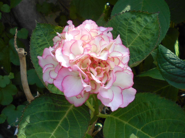 �A�W�T�C(���z��)