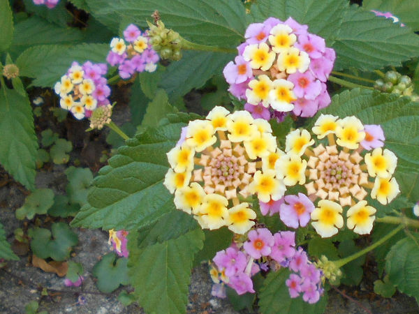 �����^�i