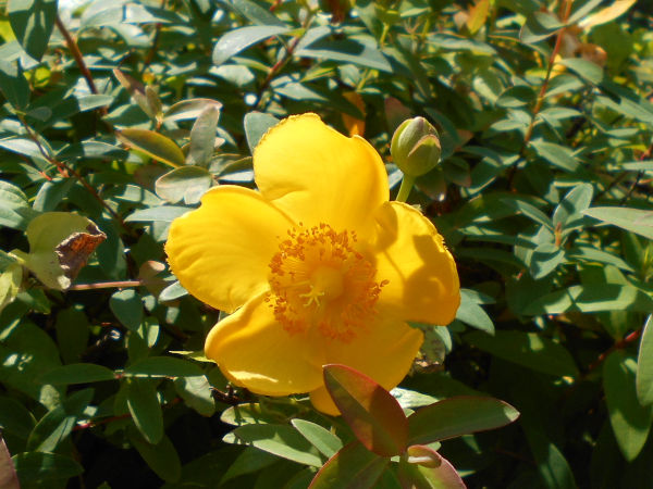 �q�y���N���E�q�h�R�[�g