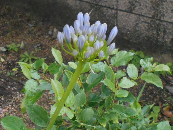 �A�K�p���T�X