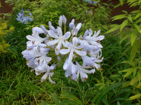 �A�K�p���T�X