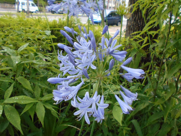 �A�K�p���T�X