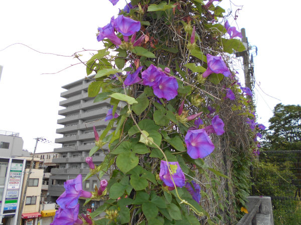 ���߂��̃A�T�K�I