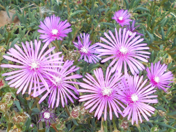 �N�W���N�A�X�^�[