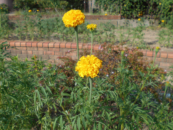 �A�t���J���E�}���[�S�[���h