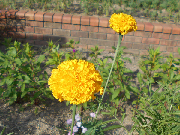 �A�t���J���E�}���[�S�[���h