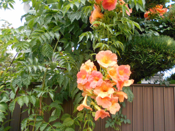 �m�E�[���J�Y��