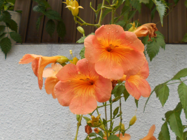 �m�E�[���J�Y��