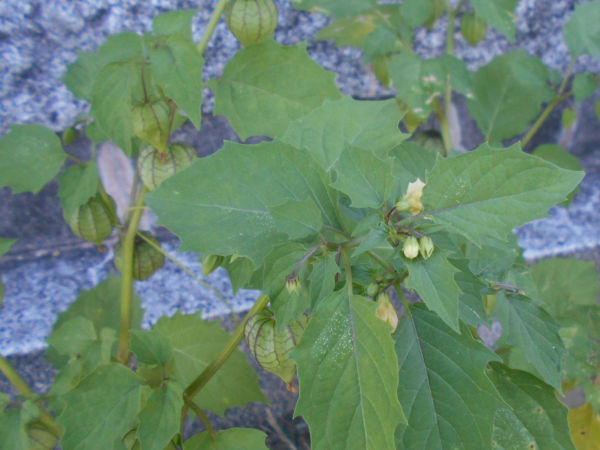 �S���i�ق������j