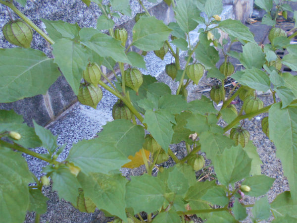 �S���i�ق������j