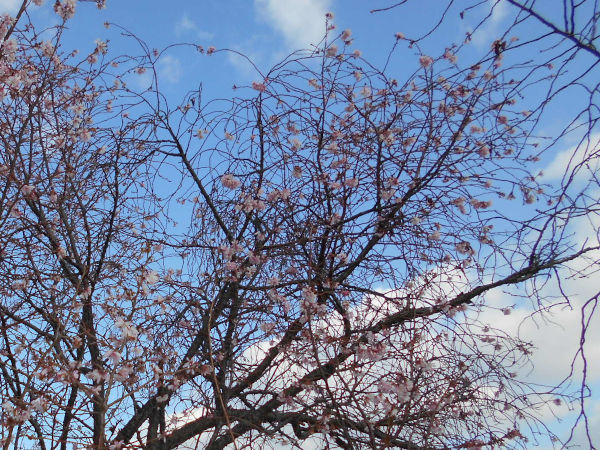 ������͌������̏\����