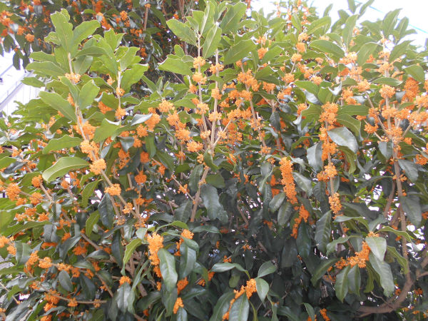 �L�����N�Z�C