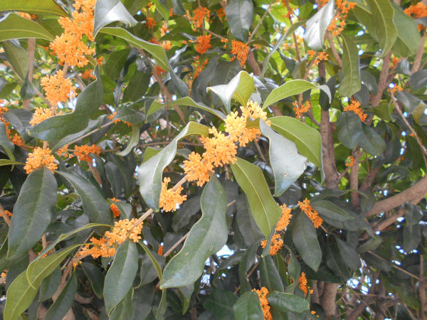 �L�����N�Z�C