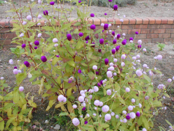 �Z���j�`�R�E