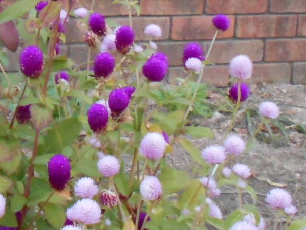 �Z���j�`�R�E